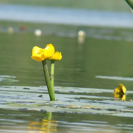 Πανσιόν Hribernig Sankt Primus