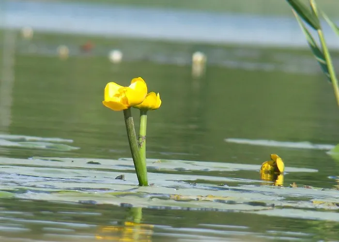 בית הארחה Hribernig Sankt Primus